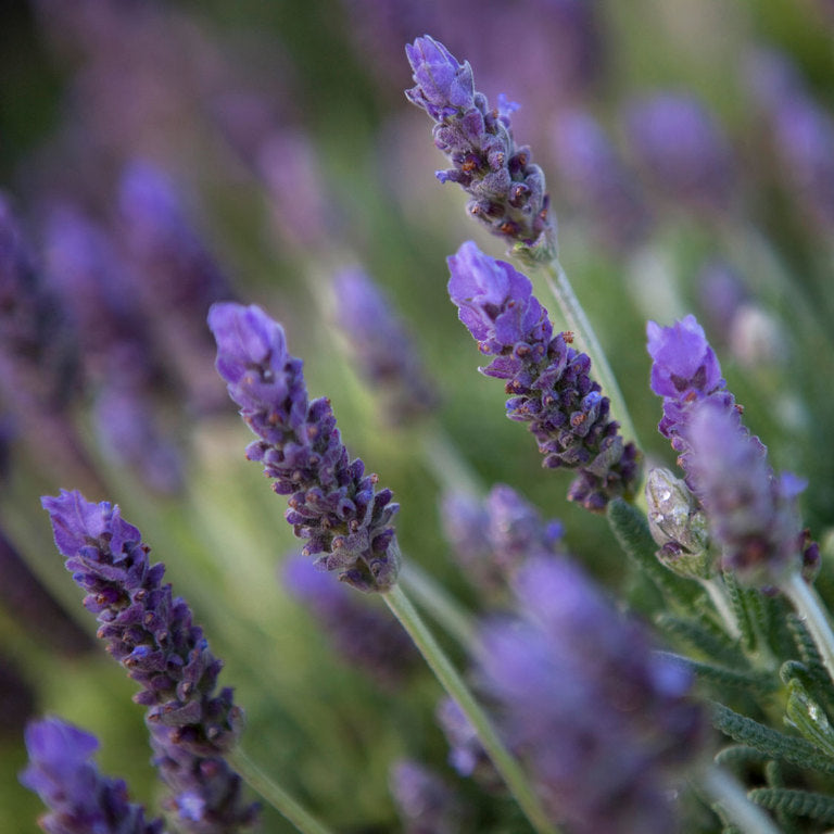 Lavender Essential Oil