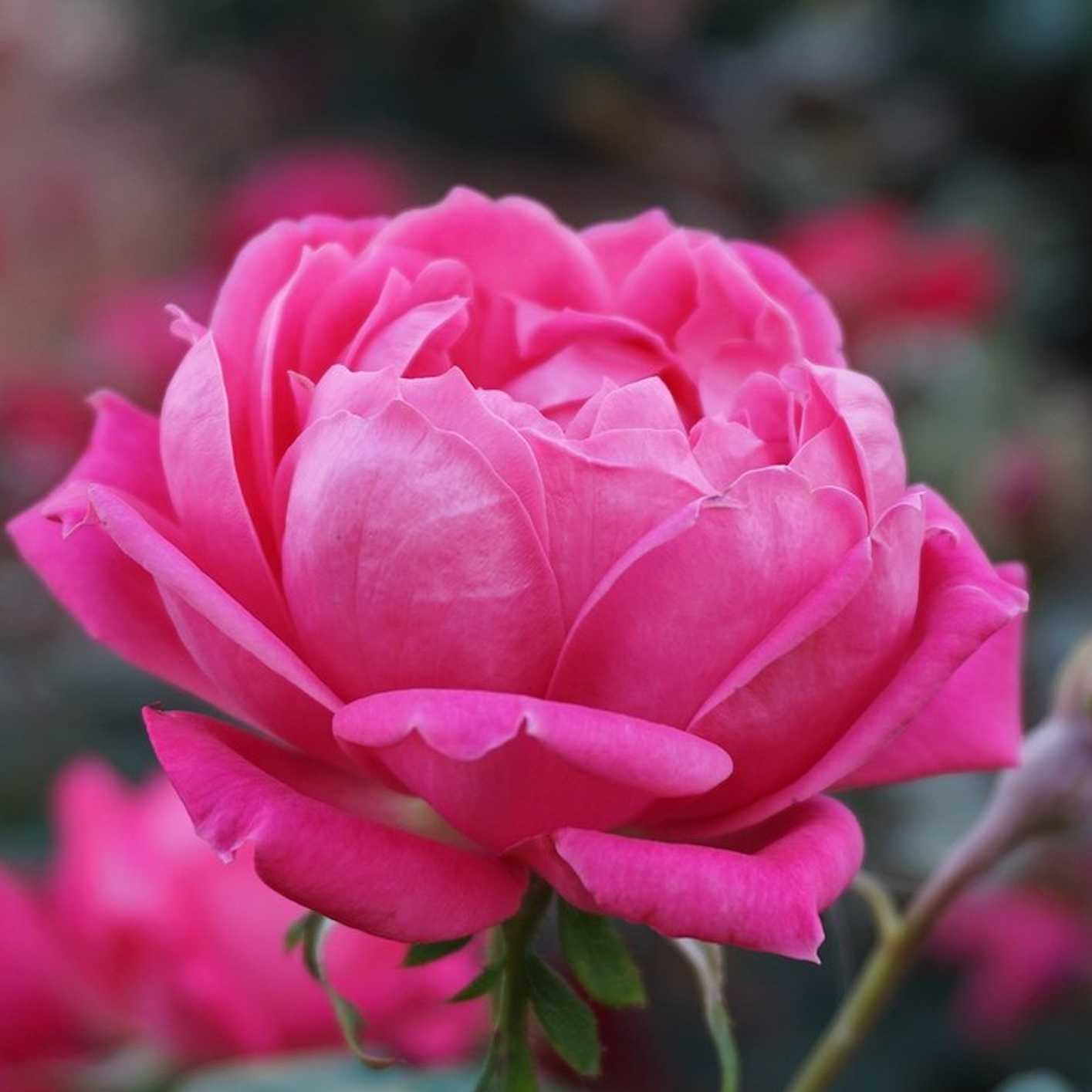 Bulgarian Rose Otto Essential Oil