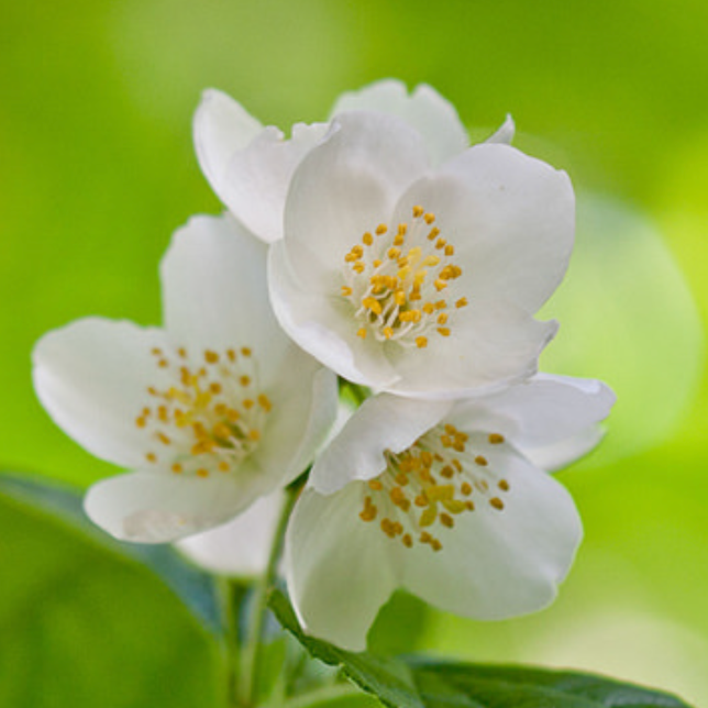 Jasmine Absolute Essential Oil