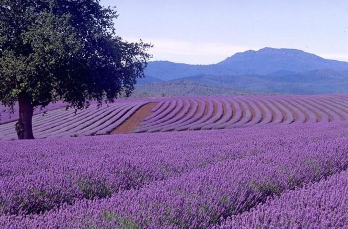 Bulgarian Lavender Essential Oil