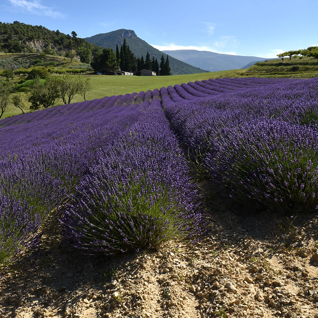 Lavandin Essential Oil