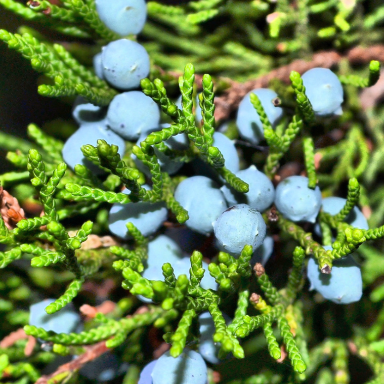 Wild Juniper Berry Tyrol Essential Oil