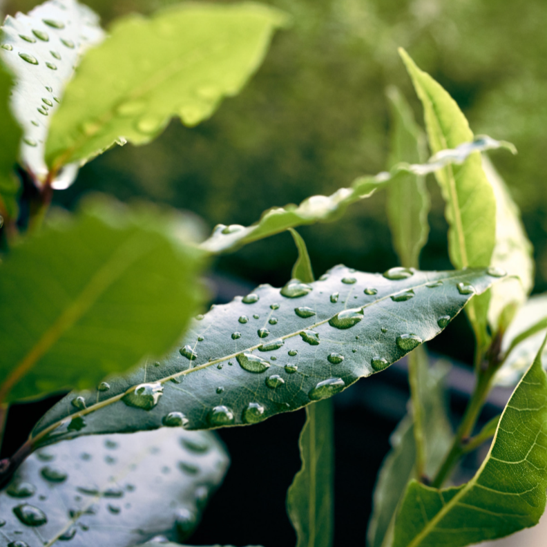 Laurel Leaf Essential Oil