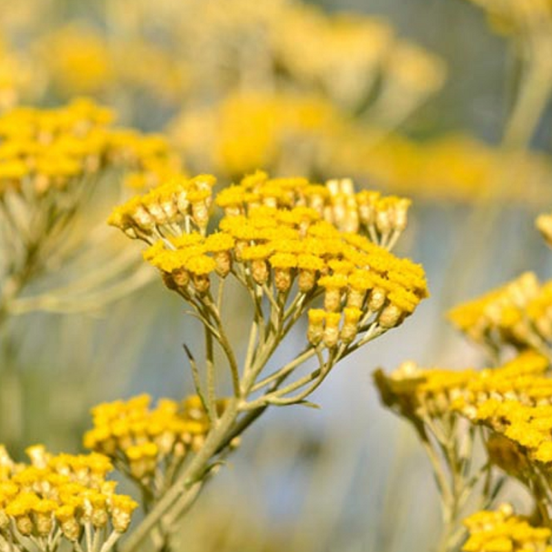 Helichrysum Everlasting Essential Oil