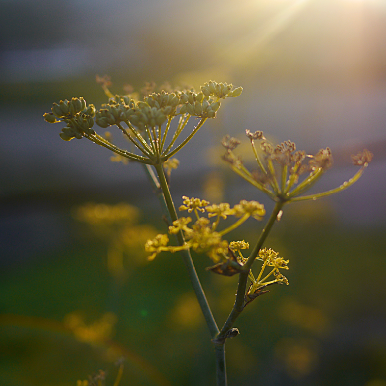 Sweet Fennel Essential Oil