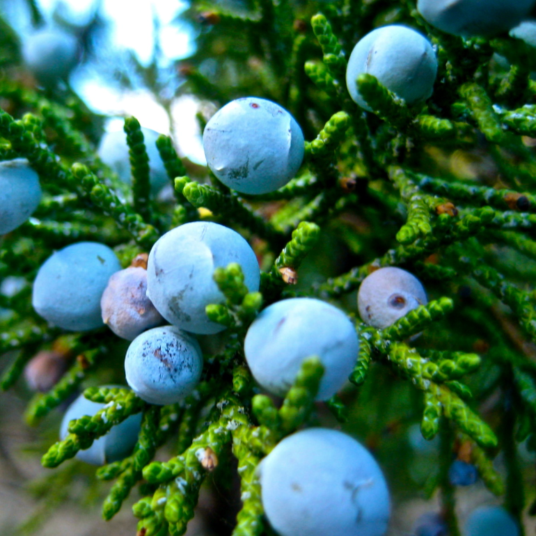 Wild Juniper Himalayan Berry Essential Oil