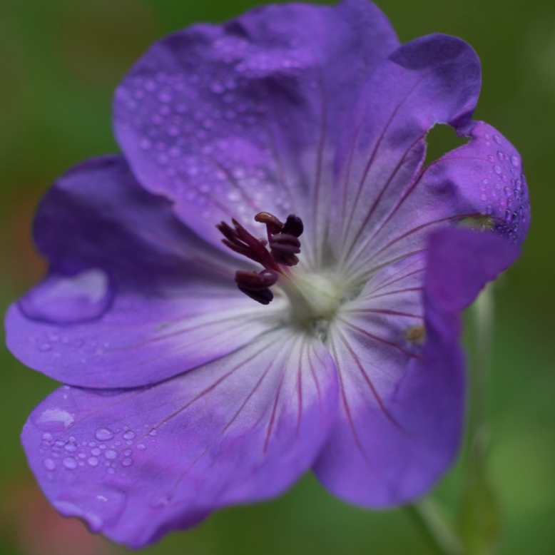 Geranium Essential Oil