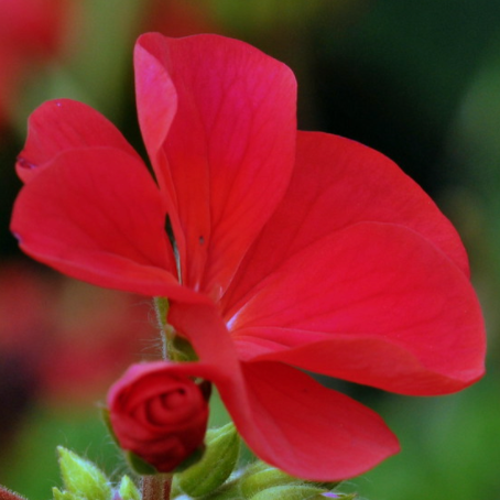 Bourbon Geranium Essential Oil