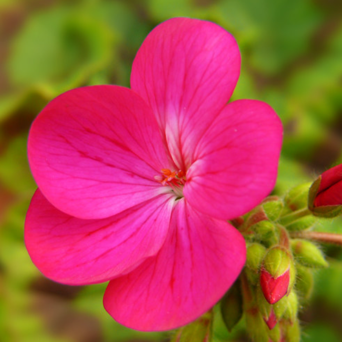 Egyptian Geranium Essential Oil