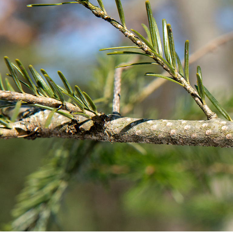 Siberian Fir Needle Essential Oil