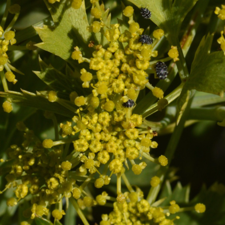 Galbanum Essential Oil