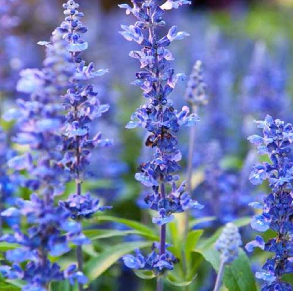 Hyssop Essential Oil