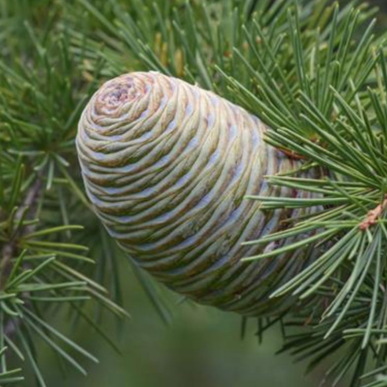 Himalayan Cedarwood Essential Oil