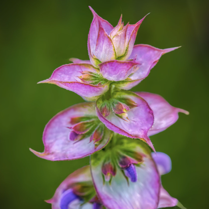 Bulgarian Clary Sage Essential Oil