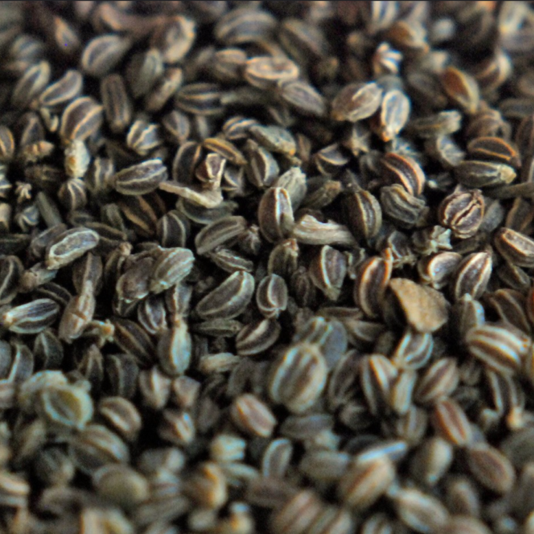 Celery Seed Essential Oil