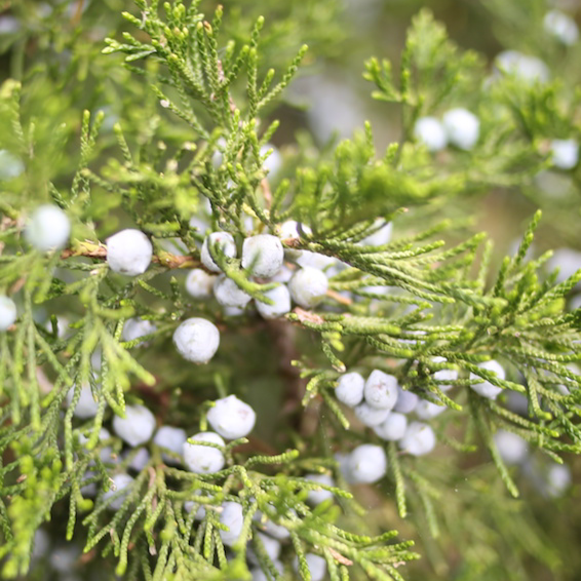 Virginian Cedarwood Essential Oil