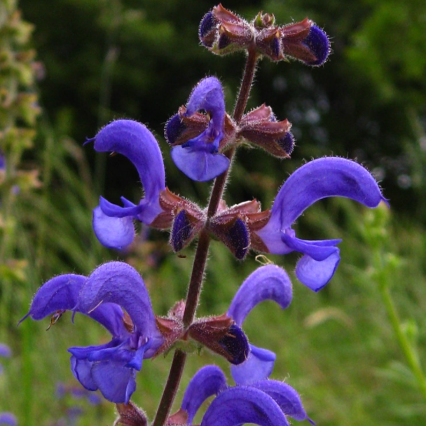 French Clary Sage Essential Oil