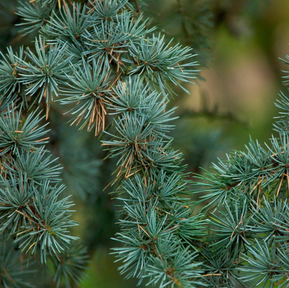 Atlas Cedarwood Essential Oil