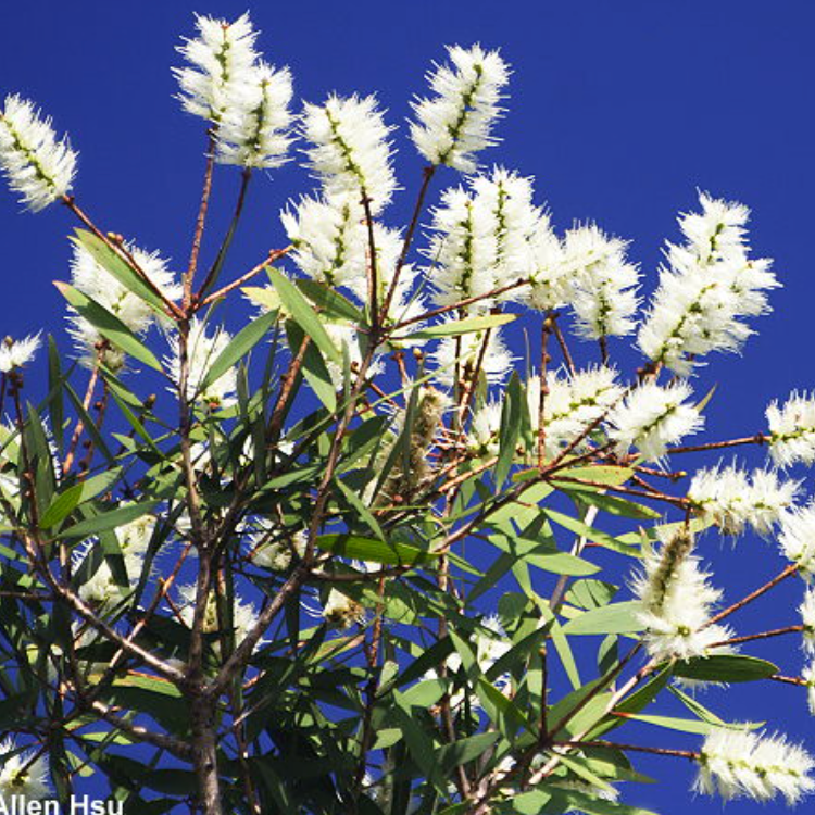 Cajeput Essential Oil