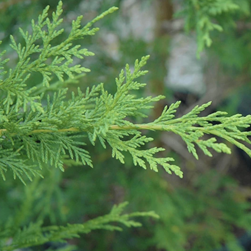 Cyprus Leaf Provence Essential Oil