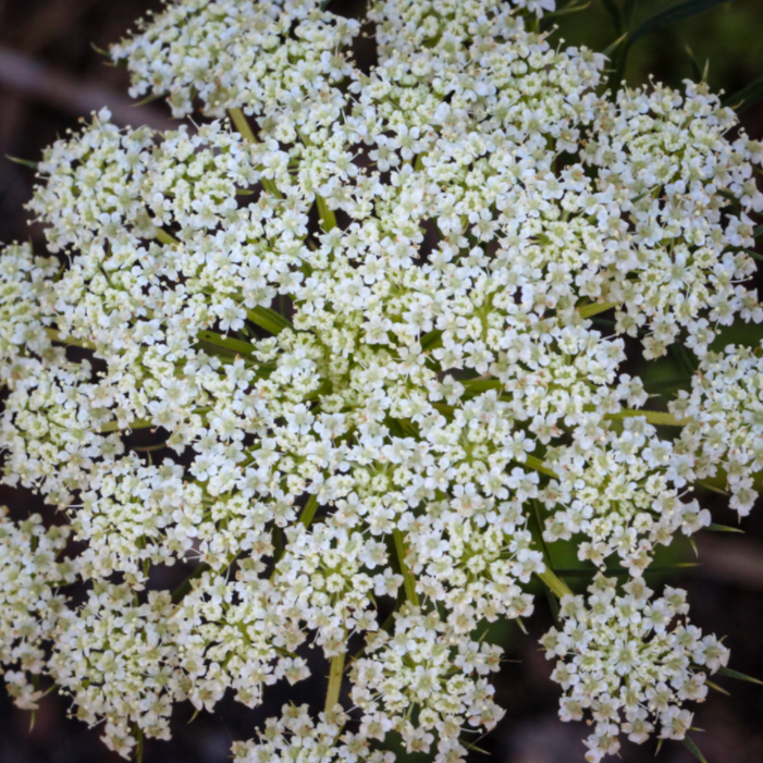 Carrot Seed Essential Oil