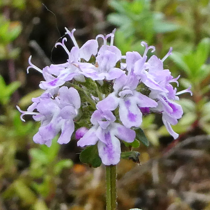 Red Thyme Essential Oil