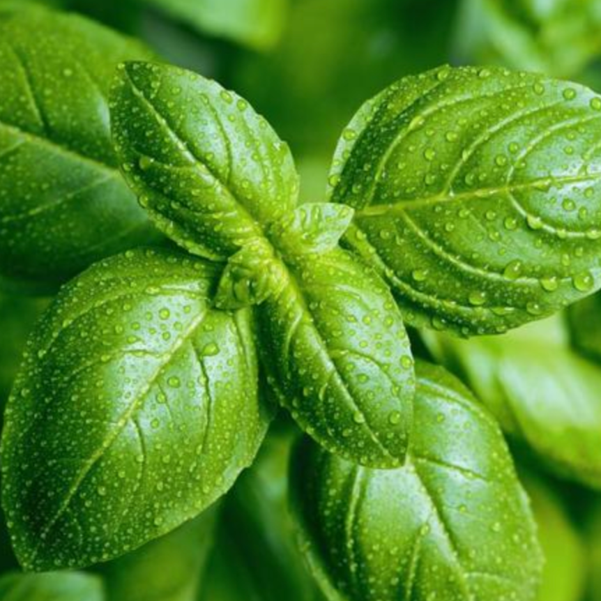 Sweet Linalool Basil Essential Oil