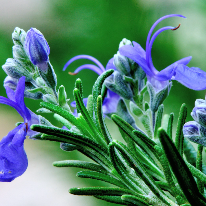 Moroccan Rosemary Essential Oil