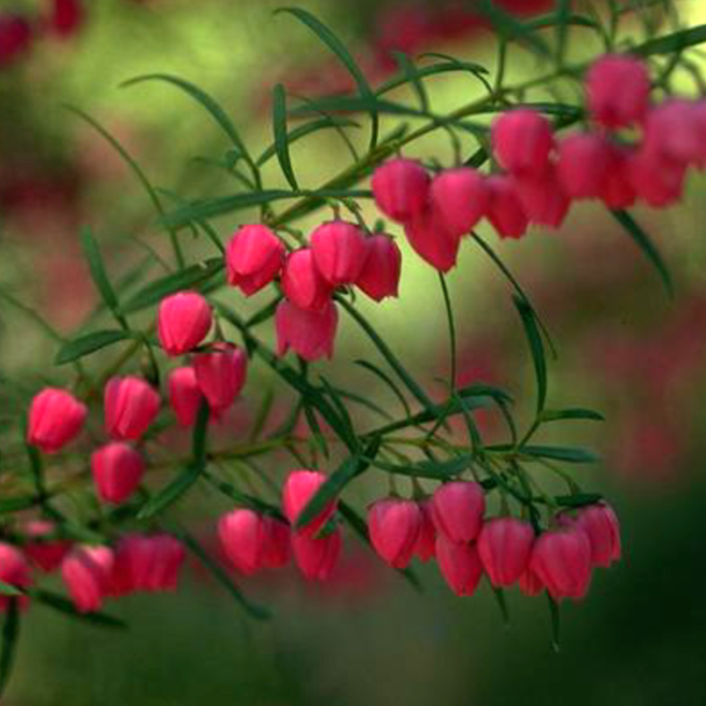 Boronia Absolute Essential Oil