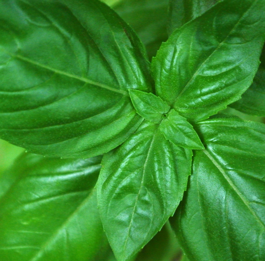 Basil Essential Oil