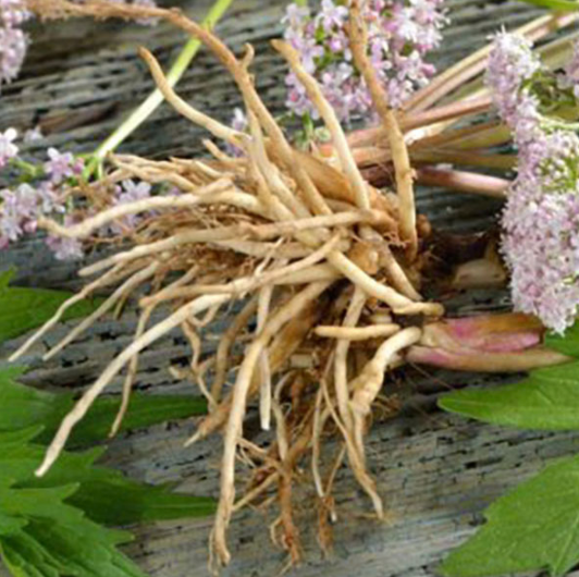 Valerian European Essential Oil