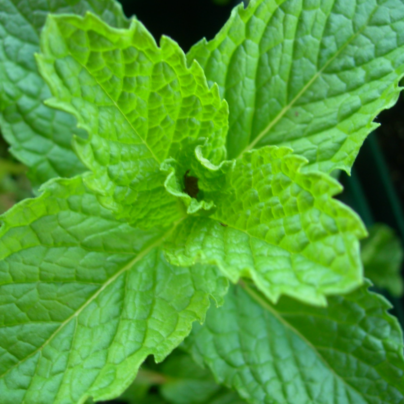 Spearmint Essential Oil