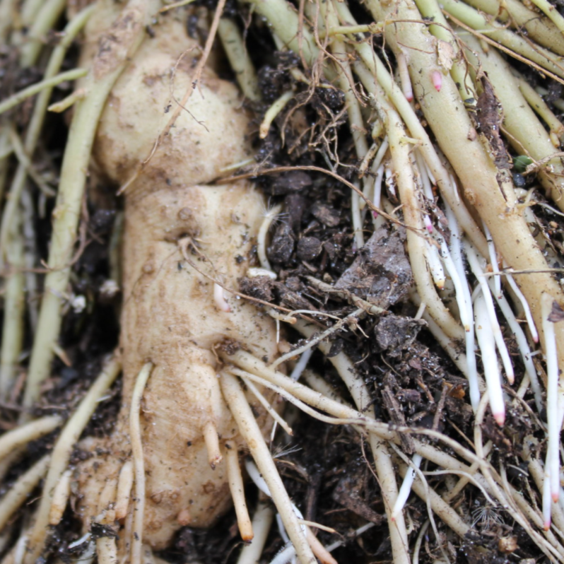 Angelica Root Essential Oil