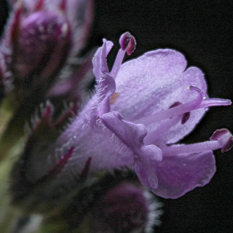 Wild Thyme Essential Oil