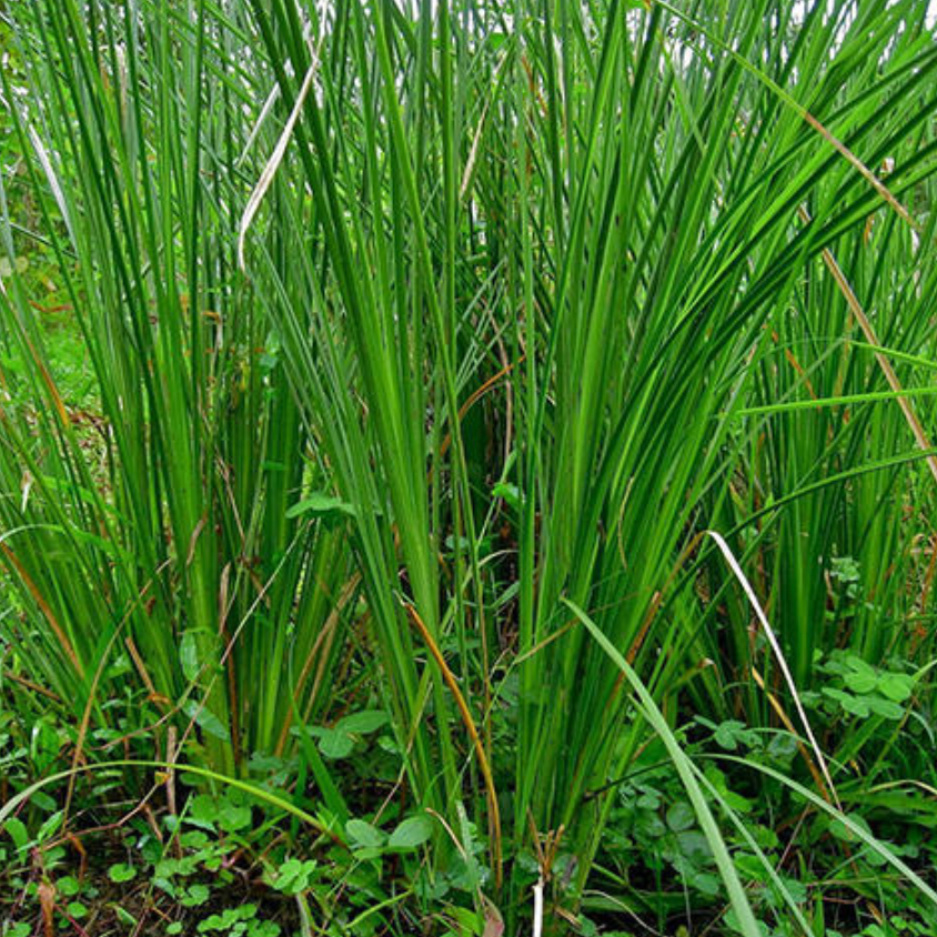 Vetiver Essential Oil