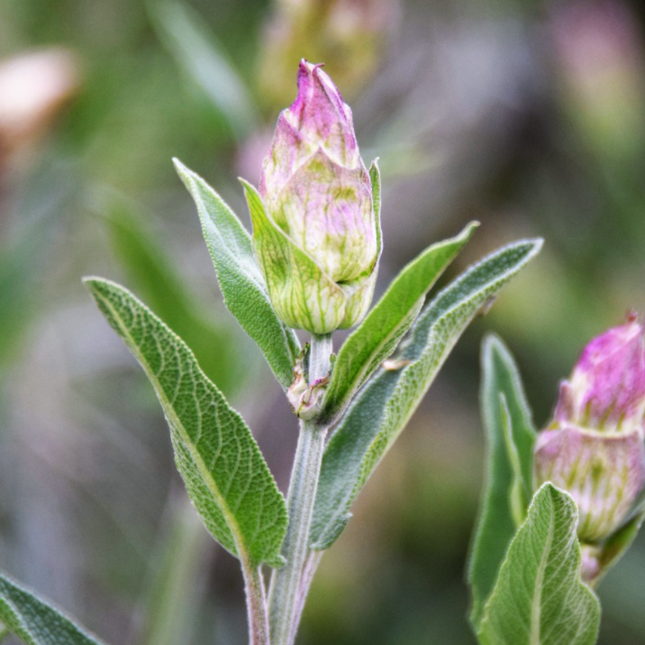 Sage Dalmation Essential Oil