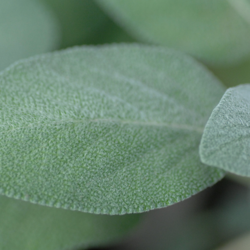 Spanish Sage Essential Oil