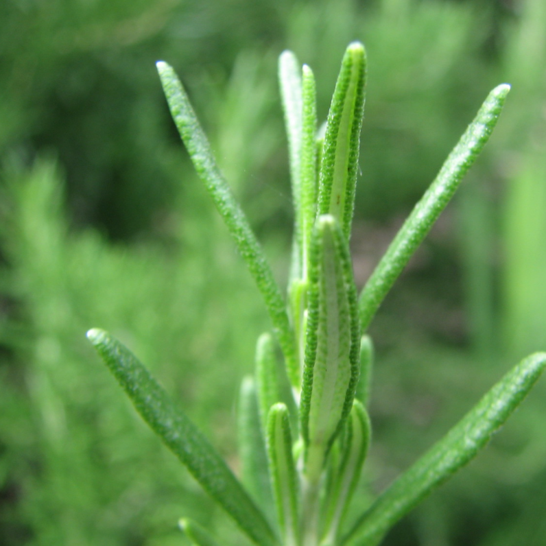 Spanish Rosemary Essential Oil