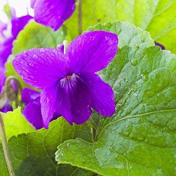 Violet Leaf Absolute Essential Oil